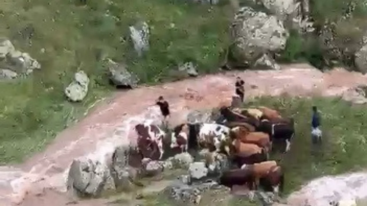 Sel sularına kapılan büyükbaş hayvanlar telef oldu