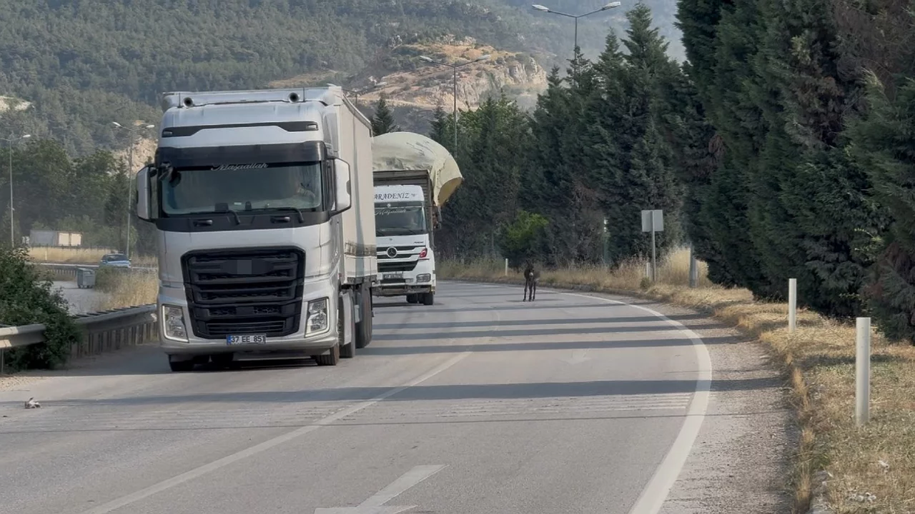 Kara yoluna &ccedil;ıkan eşek trafiği tehlikeye attı