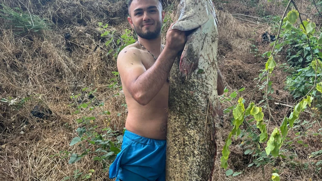 Sakarya Nehri'nden dev yayın balığı &ccedil;ıktı!