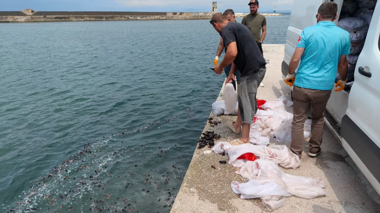 3 ton kaçak kara midyesine el konuldu