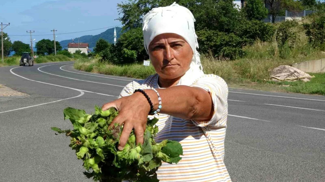 Taze fındık tezgahlarda: Kilosu 200 liradan a&ccedil;ılış yaptı