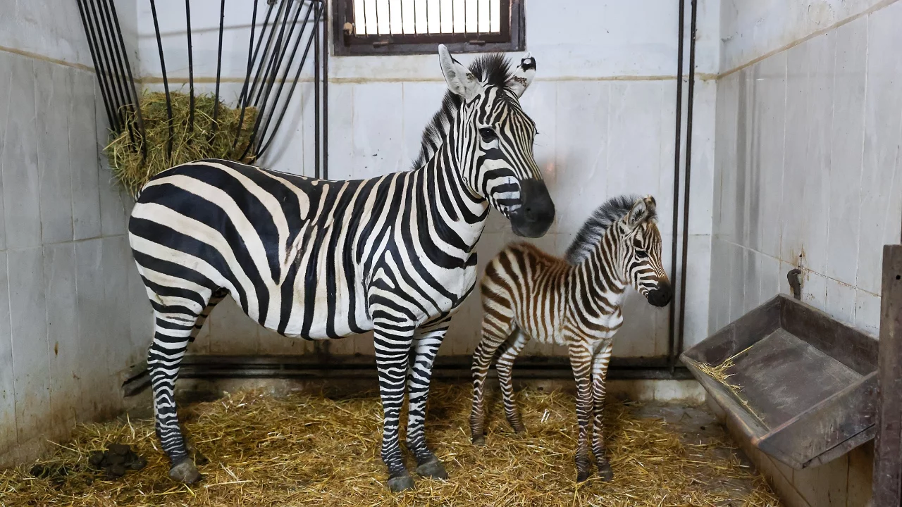 Bursa Hayvanat Bahçesi'nde zebra ailesi büyüdü