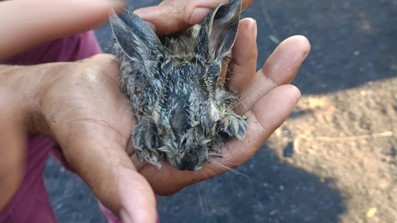 Orman yangınında 3 yavru tavşan kurtarıldı