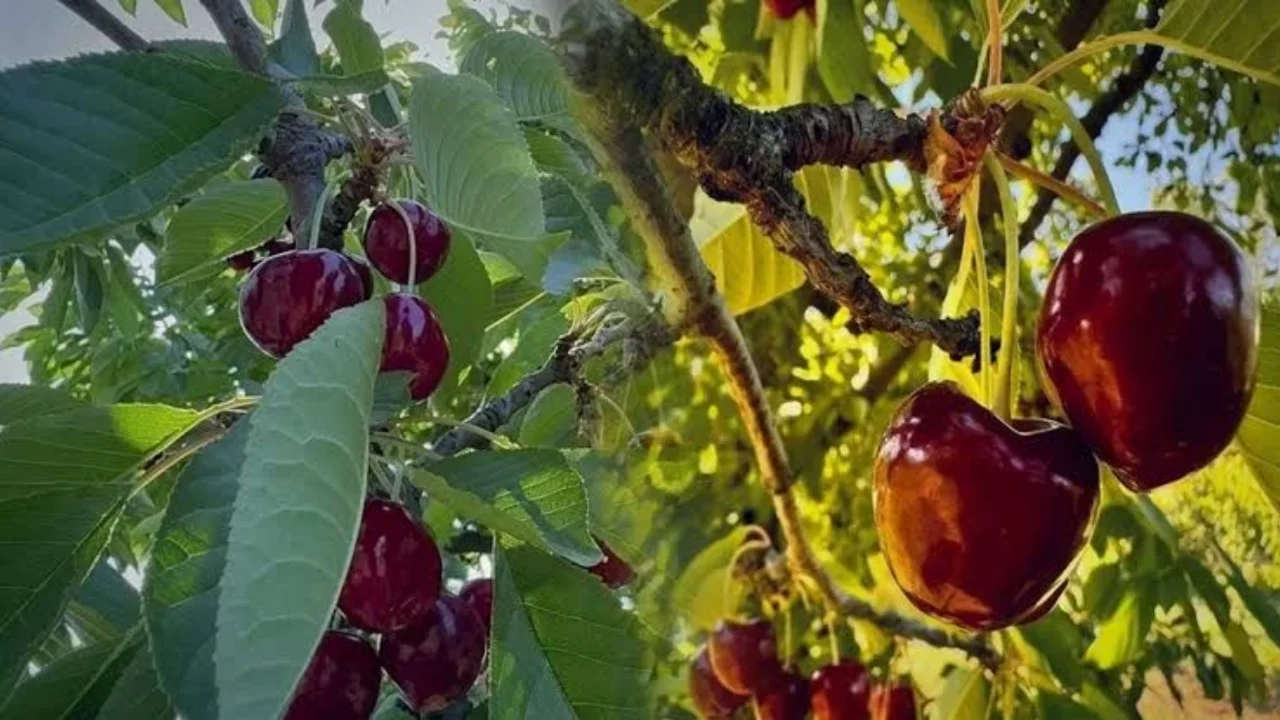 İla&ccedil;lanan ağa&ccedil;tan yedikleri kiraz faciaya d&ouml;n&uuml;şt&uuml;! Acı haber 9 g&uuml;n sonra geldi