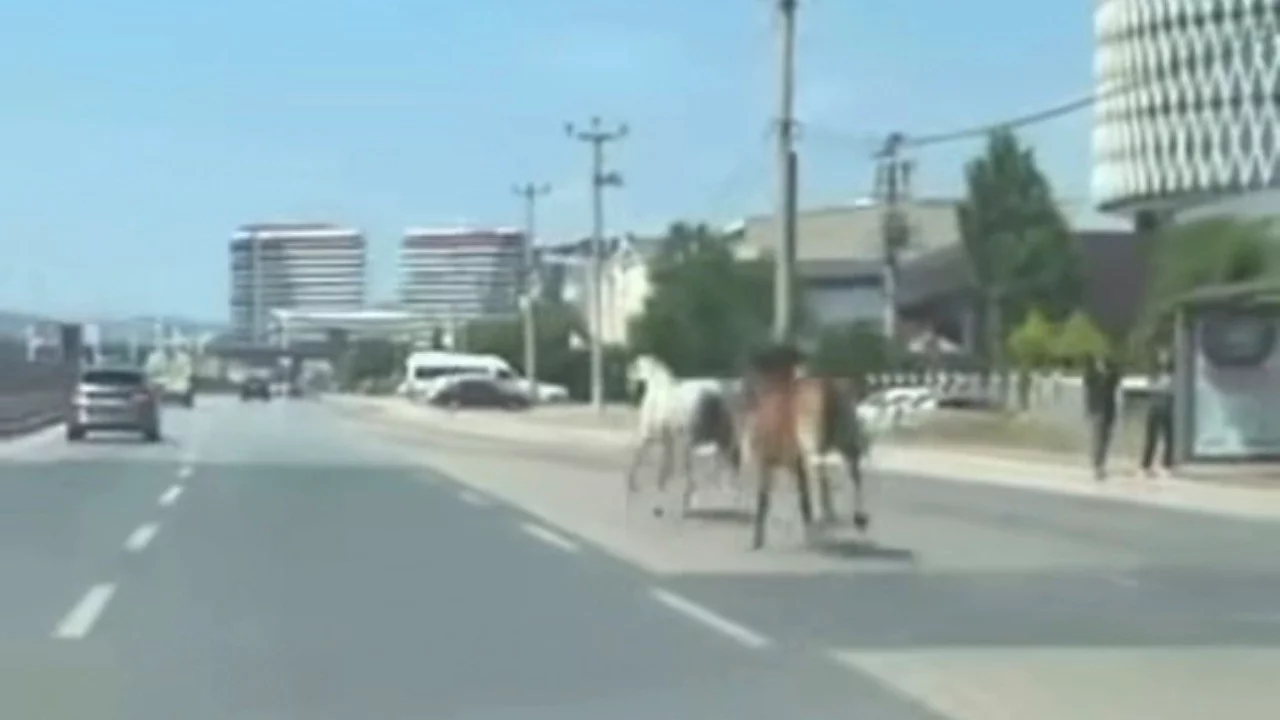 Bursa'da atlar trafiğe çıktı! 