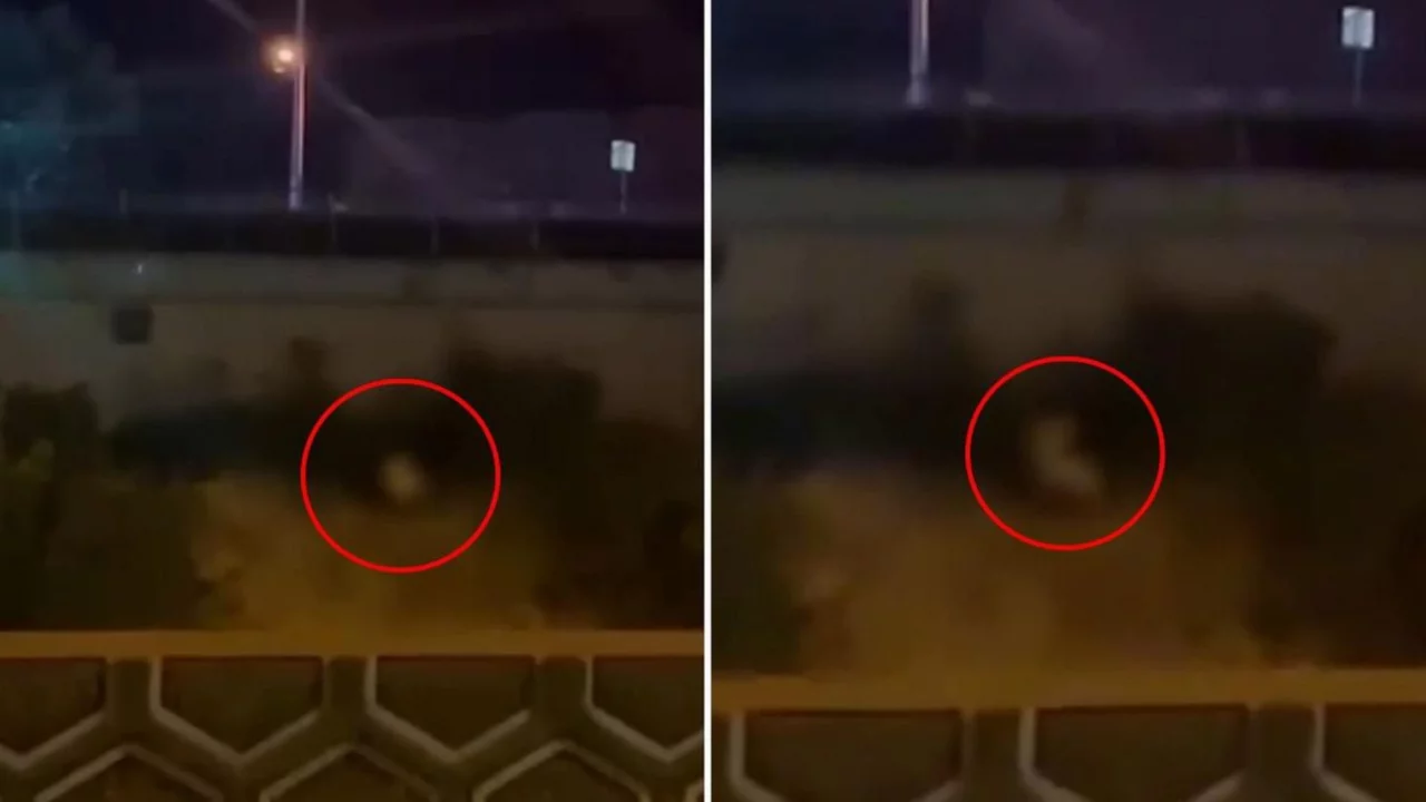 G&ouml;r&uuml;nt&uuml; T&uuml;rkiye'den! Kimseye aldırmadan yol kenarında cinsel ilişkiye girdiler