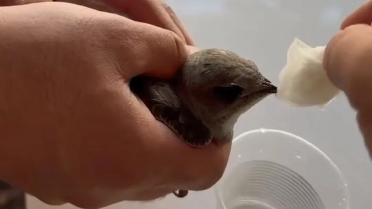 Vatandaşlar sıcaktan bitkin düşen ebabil kuşuna su verdi