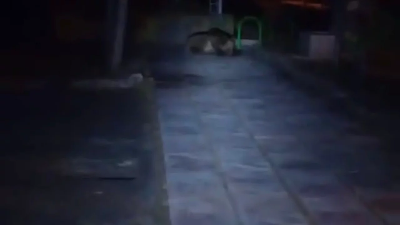 Bolu'da çocuk parkına ayı girdi