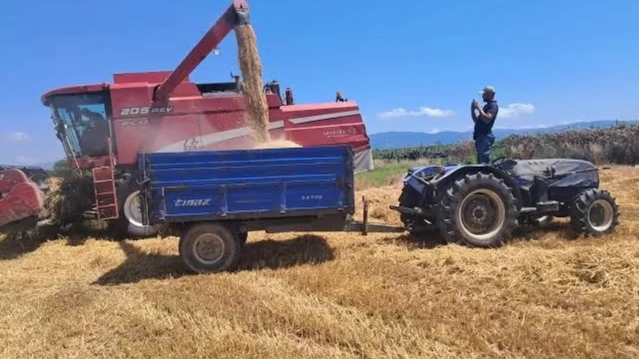 TMO'dan rekor miktarda hububat alımı! İlk 15 günde geçmiş yılları geride bıraktı... 
