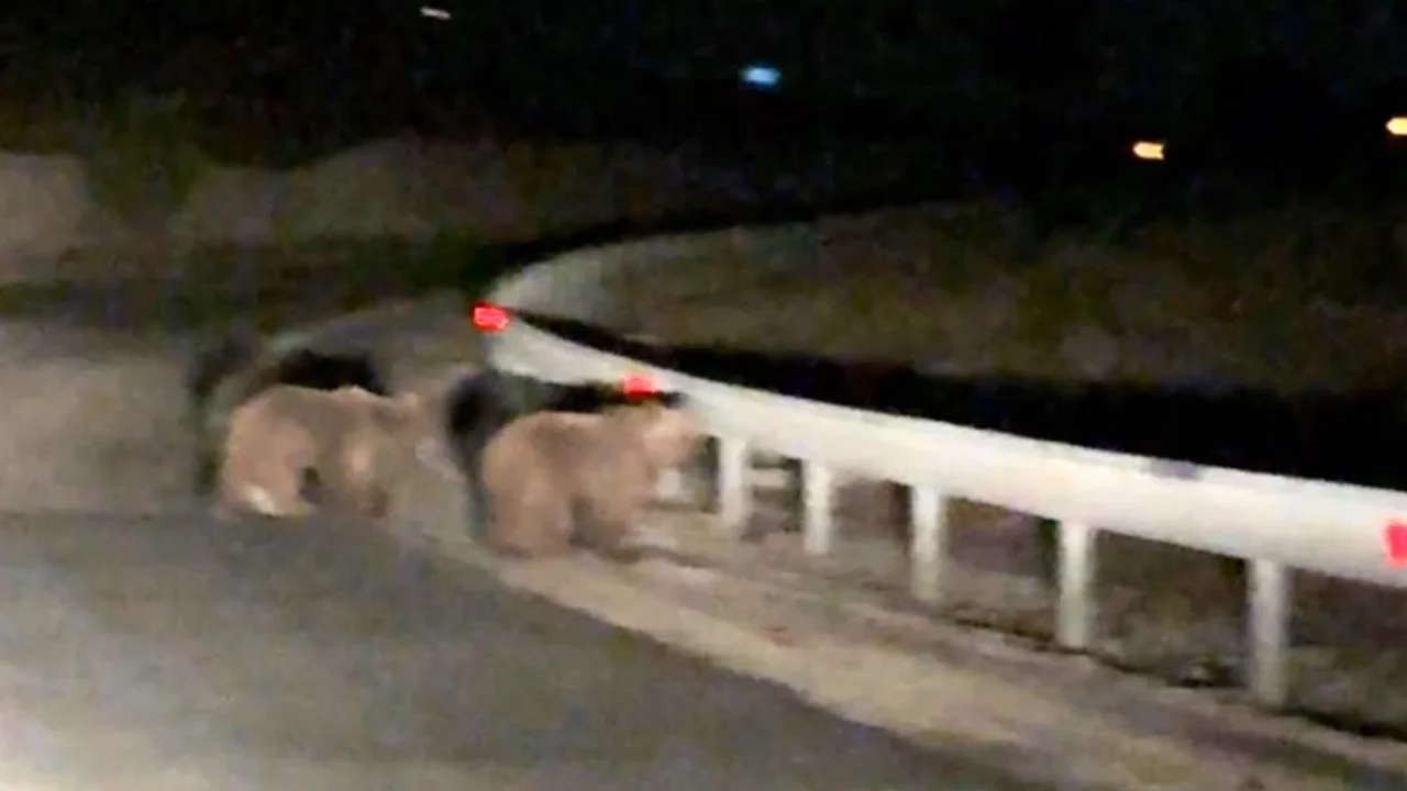 Bursa'da gece karşılarına ayı yavruları çıktı! O anlar kamerada