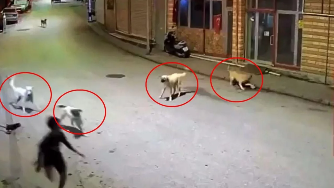 10 yaşındaki &ccedil;ocuk dehşeti yaşadı! &Ouml;l&uuml;mle burun buruna geldi