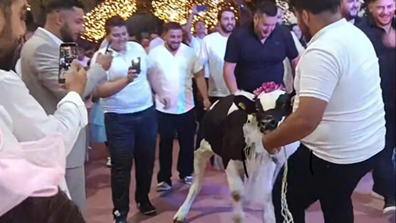 D&uuml;ğ&uuml;nde damada dana taktılar