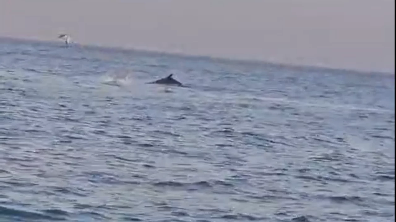 Mudanya Altıntaş Sahili'nde yunus s&uuml;rprizi...