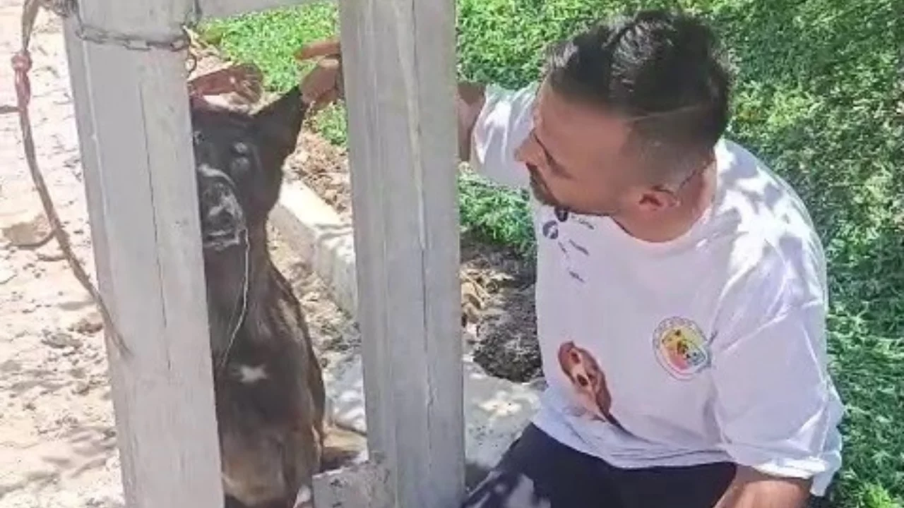 Vicdansızlığın böylesi! Sahipli köpeği elektrik direğine astılar...