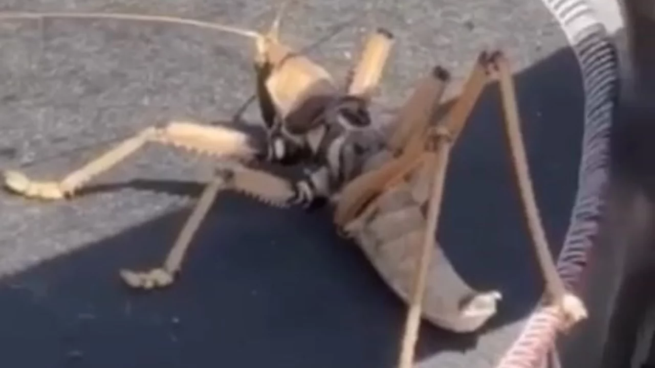 Bir kentte daha dev &ccedil;ekirgeler g&ouml;r&uuml;nt&uuml;lendi!