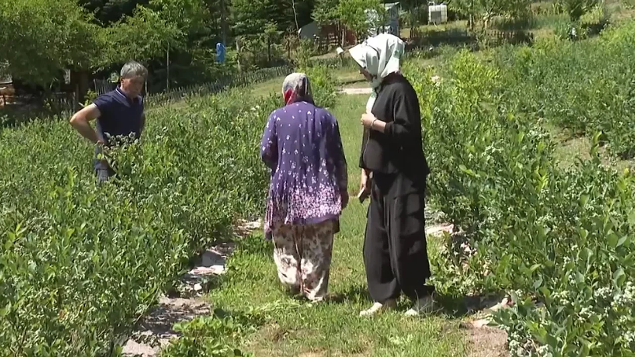 Bursa'da dedesinden miras kalan araziyi canlandırdı! Şimdi paraya para demiyor...