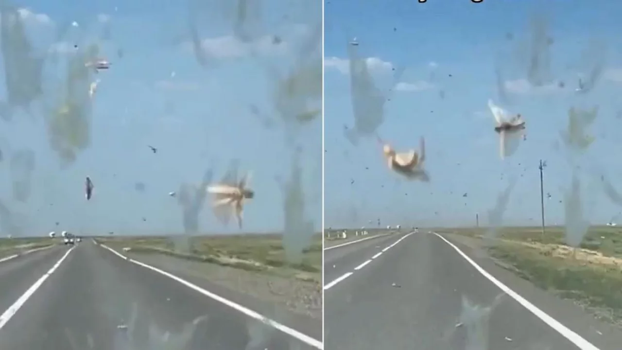 G&ouml;r&uuml;nt&uuml;ler İstanbul'un yanı başından! Her yeri istila ettiler