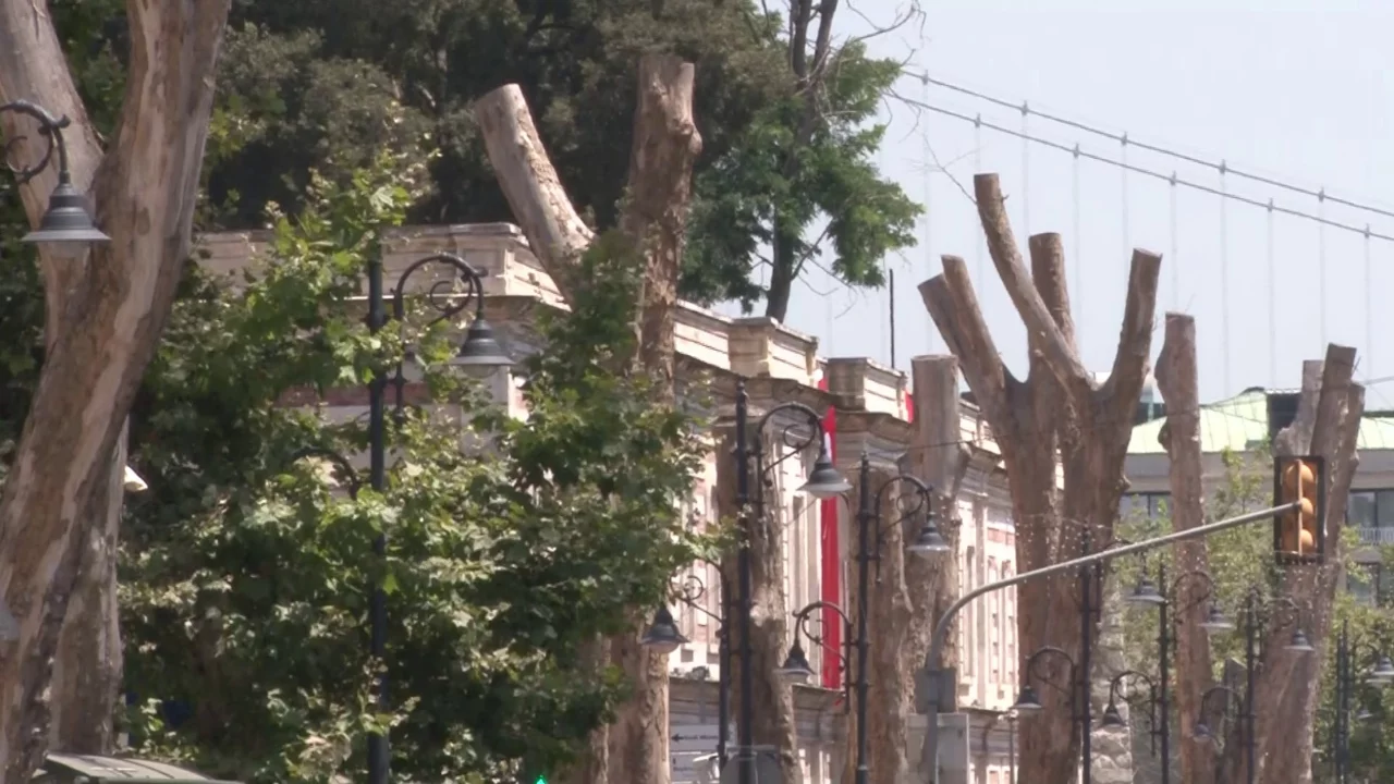 Asırlık çınar ağaçları bakımsız kaldı: Bölgenin simgesi ağaçlar kurudu