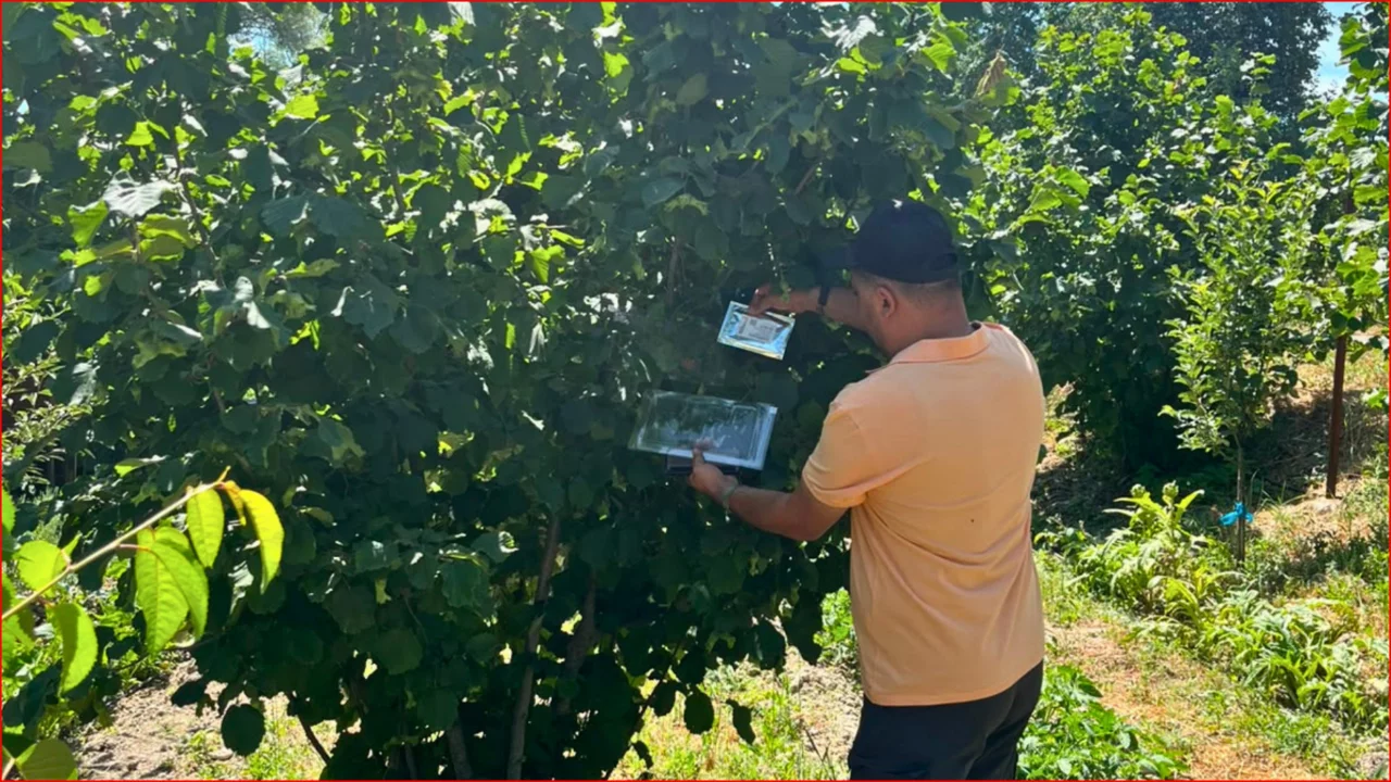 Bolu'nun fındık rekoltesi i&ccedil;in sahadan veri toplandı