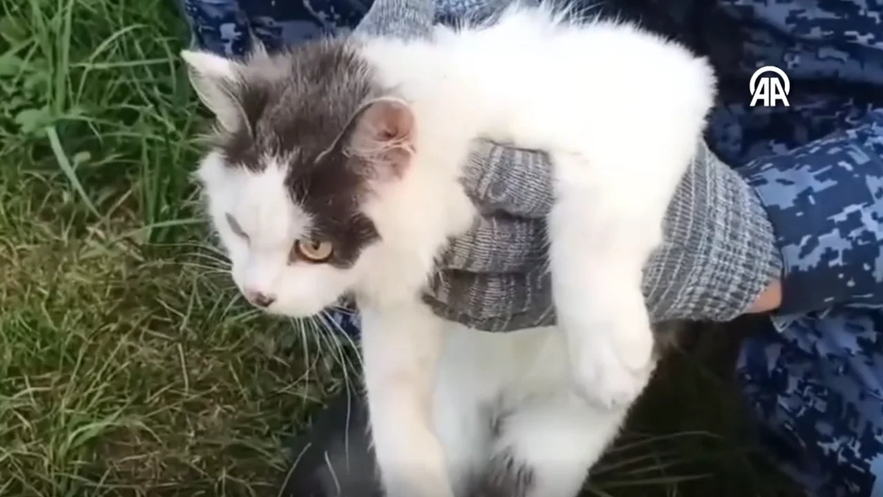İlgin&ccedil; g&ouml;r&uuml;nt&uuml;ler! Cezaevine uyuşturucu taşıyan kedi yakalandı...