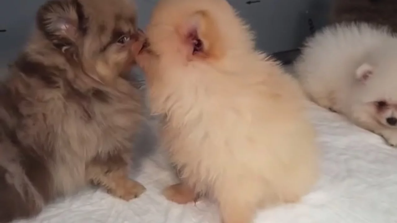 Kapıkule'de arka koltuğun altından çıkanlar şaşkına çevirdi! 5 yavru köpek kurtarıldı