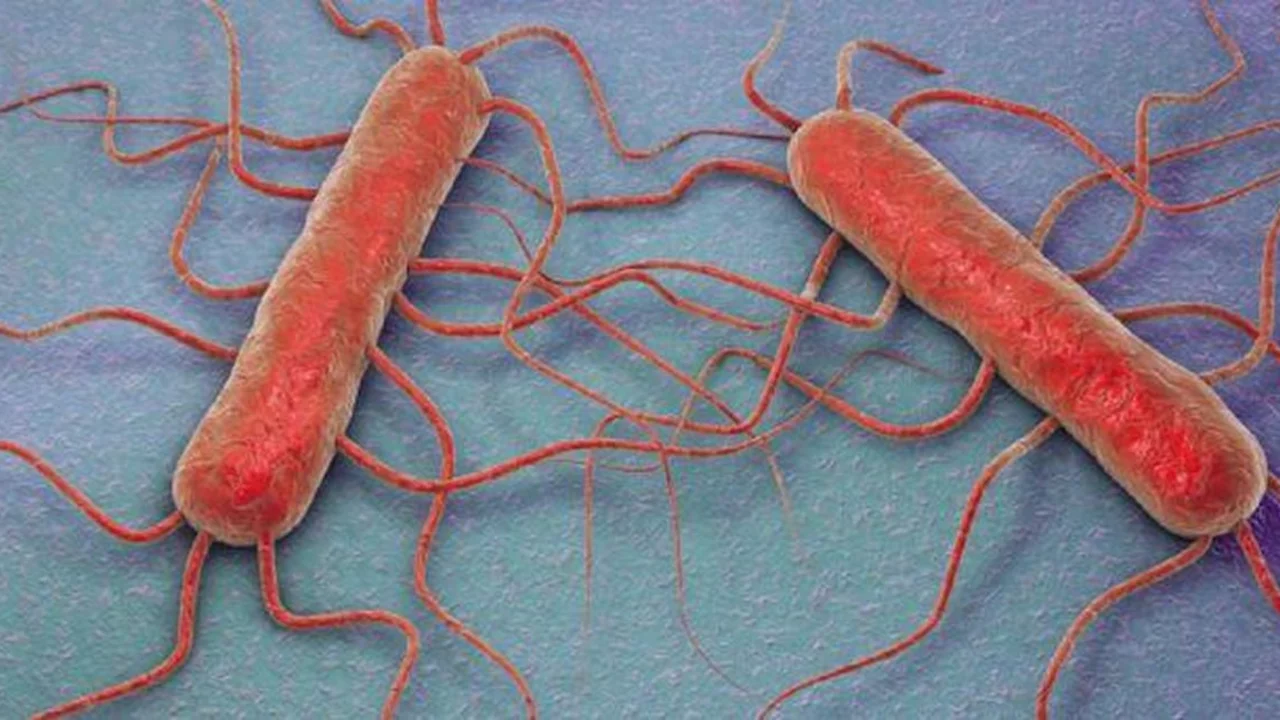 Listeria bakterisi &ccedil;ıkan marka hangisi? Listeria bakterisi nedir, nasıl oluşur? Listeria bakterisi ne yapar, nelerde bulunur?