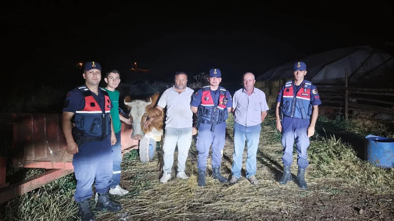 Kayıp b&uuml;y&uuml;kbaş hayvan jandarmanın &ccedil;alışmasıyla bulundu