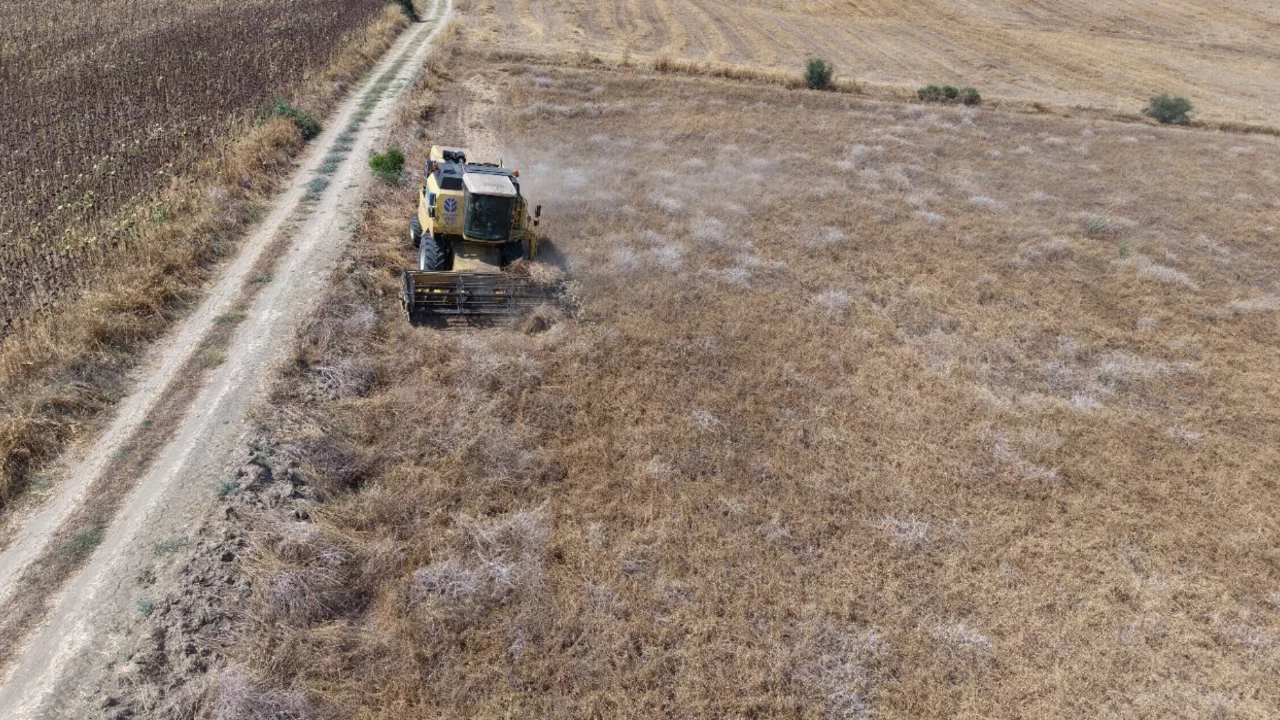 Hasat başladı, &uuml;reticiler kaliteden memnun! Kilosu 30-35 lira
