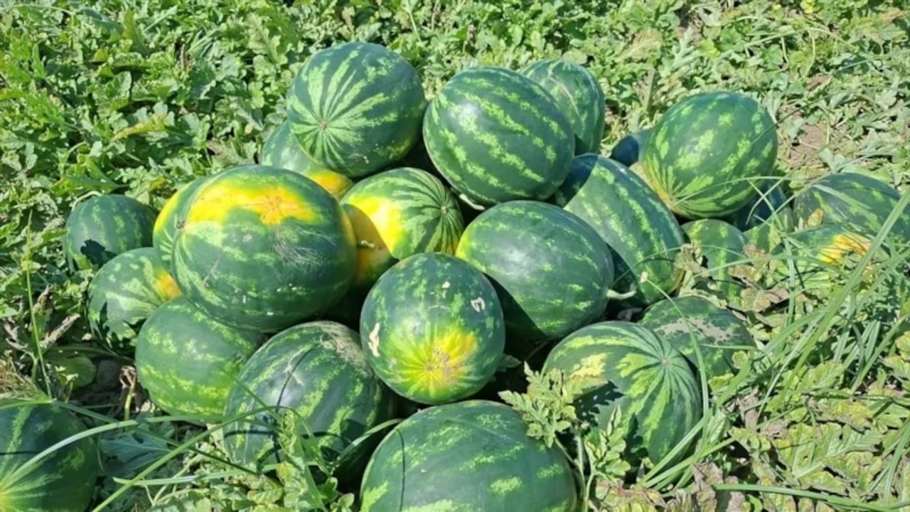 Samsun Bafra Ovası'nda karpuz hasadı devam ediyor