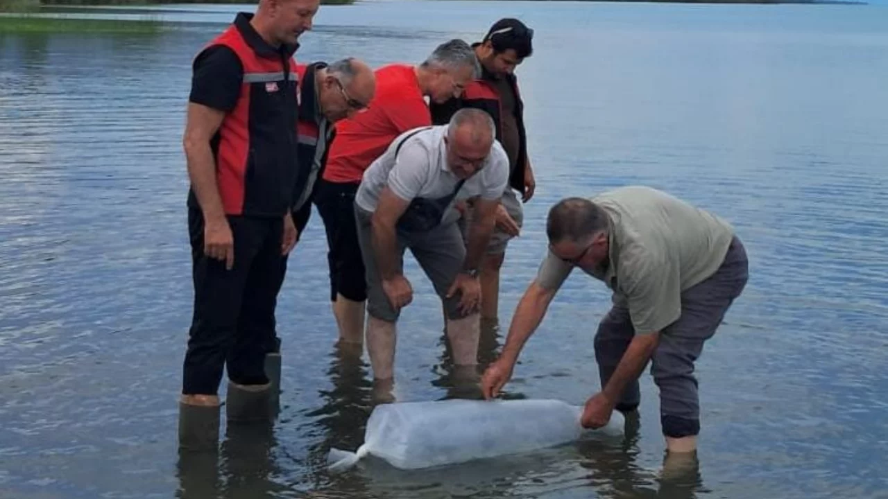 İznik G&ouml;l&uuml;'ne 2 Bin 500 Yayın Balığı Yavrusu Bırakıldı!