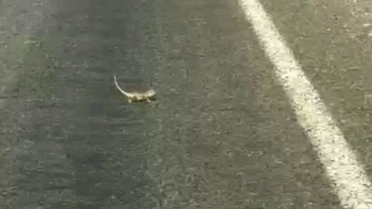 Trafiği durduran sevimli yolcu: Bukalemuna geçiş önceliği verdi