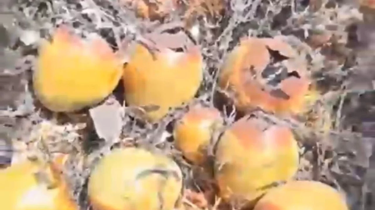 Otluk alanda &ccedil;ıkan yangın kuş yuvalarına zarar verdi