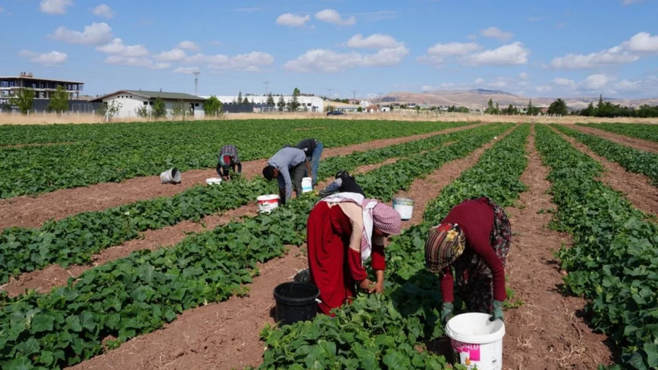 Yeşil altın hasadı başladı: Milyonların sofrasını s&uuml;sl&uuml;yor...