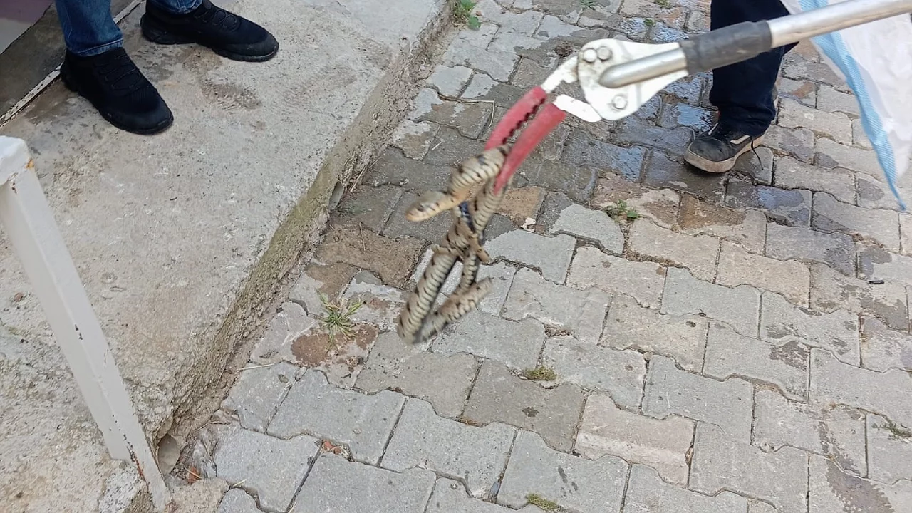 Eve giren yılan paniğe neden oldu