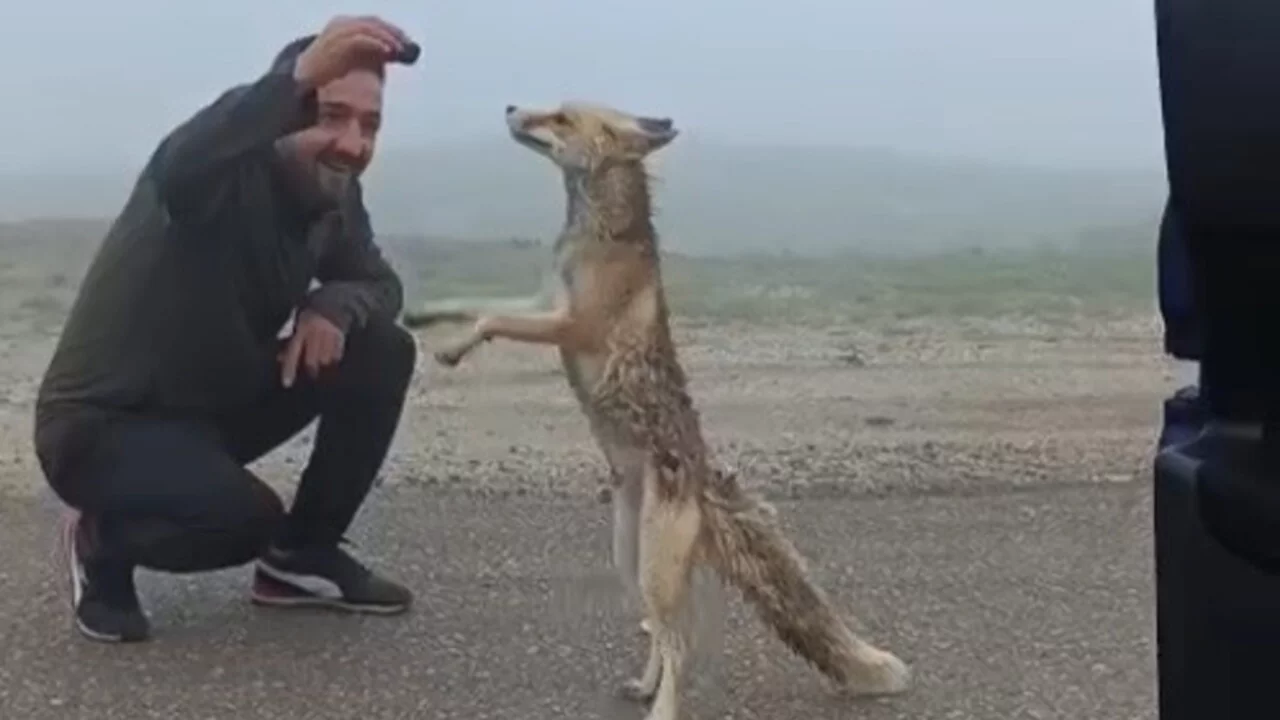 Yayla yolunda karşılaştıkları tilkiyi kekle beslediler