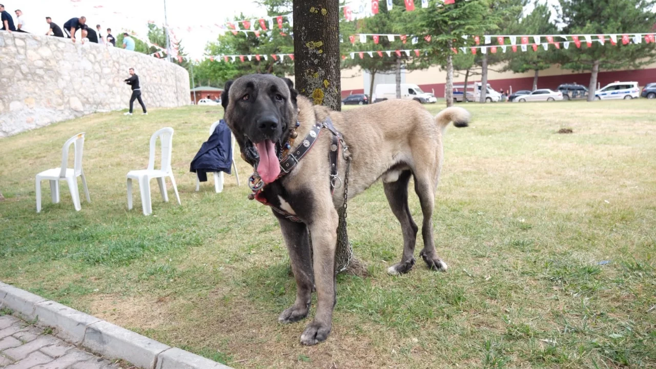 T&uuml;rk &ccedil;oban k&ouml;pekleri g&ouml;r&uuml;c&uuml;ye &ccedil;ıktı