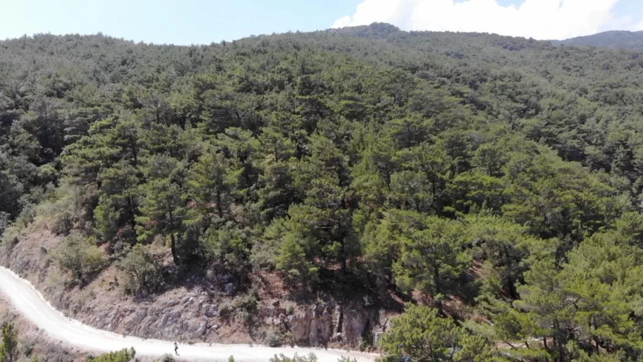 Çanakkale'de 4 günlük kritik uyarı! Valilikten orman yangını alarmı