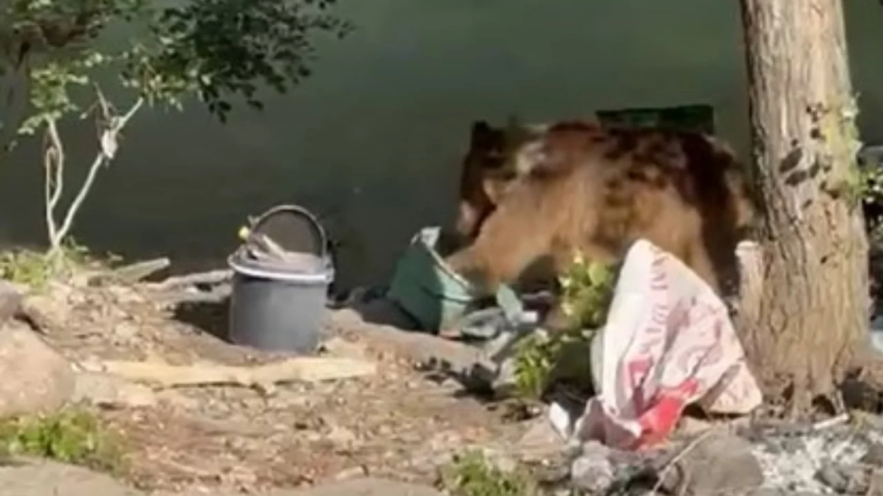 Tunceli'de bozayı piknik alanına indi!