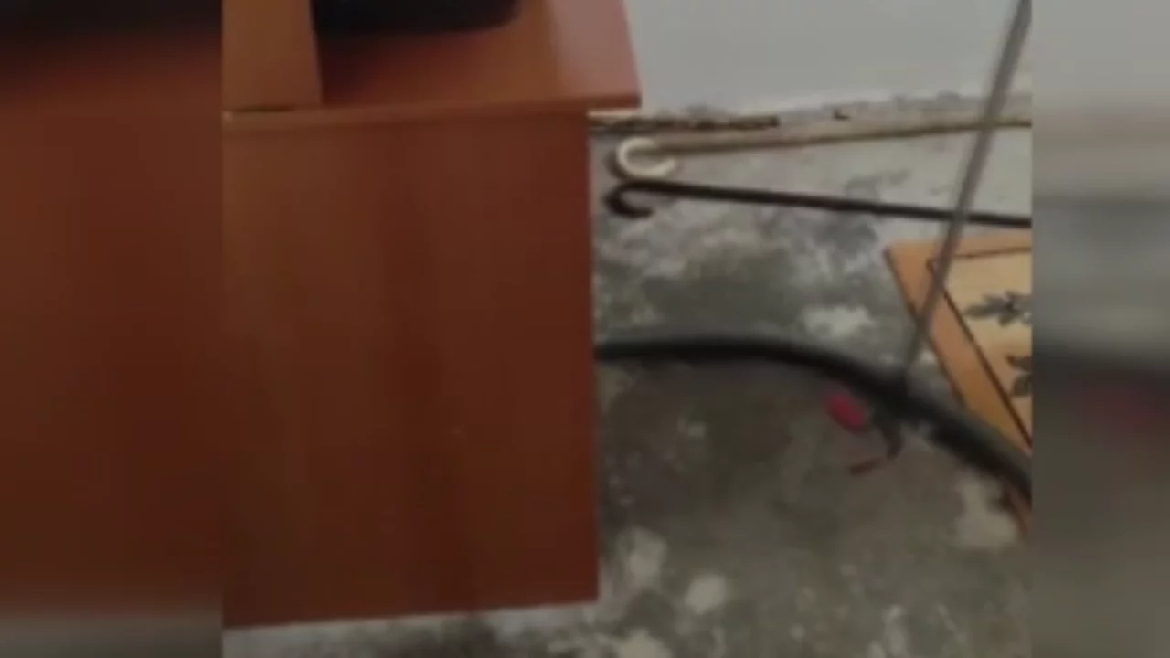 Evin yatak odasına giren 2 metrelik yılan böyle çığlık attırdı