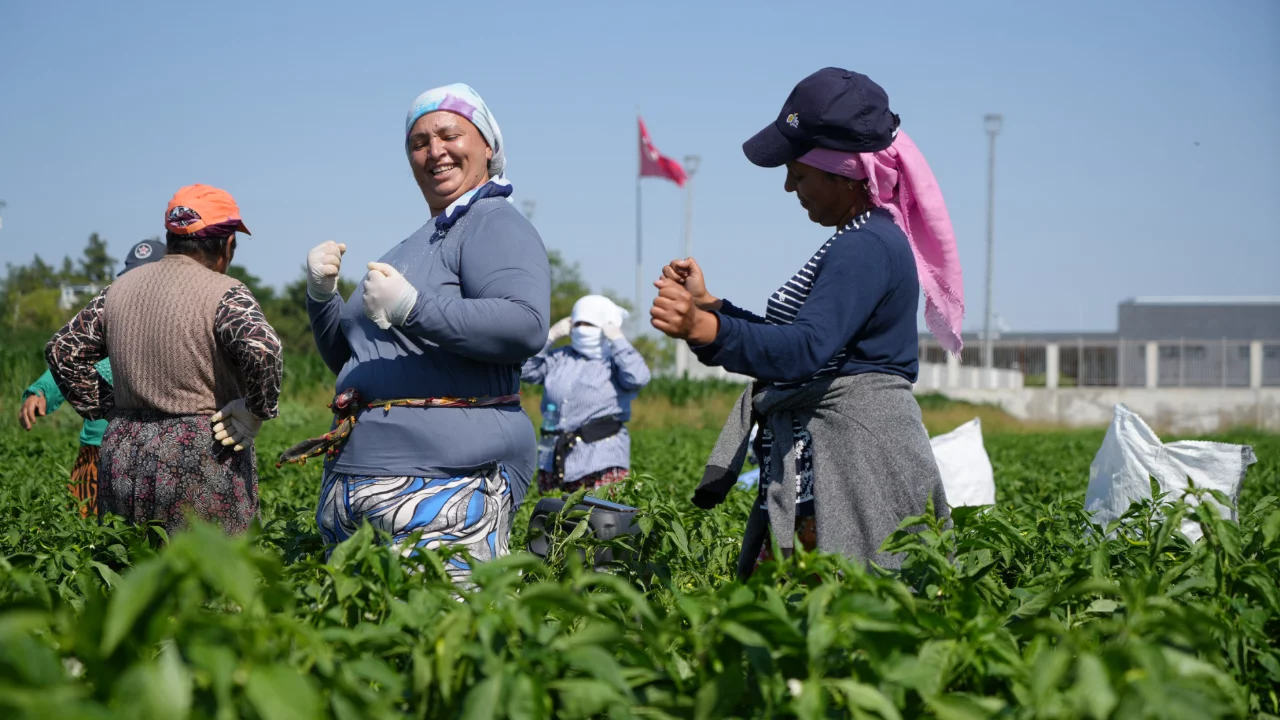 35 derecede acı biber hasadı başladı
