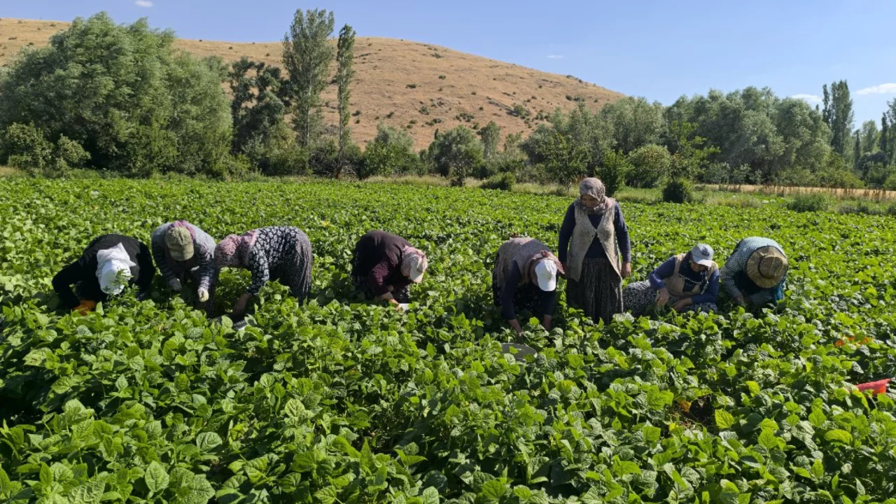 Kilosu 60 liradan satılıyor! Hasat maratonu başladı