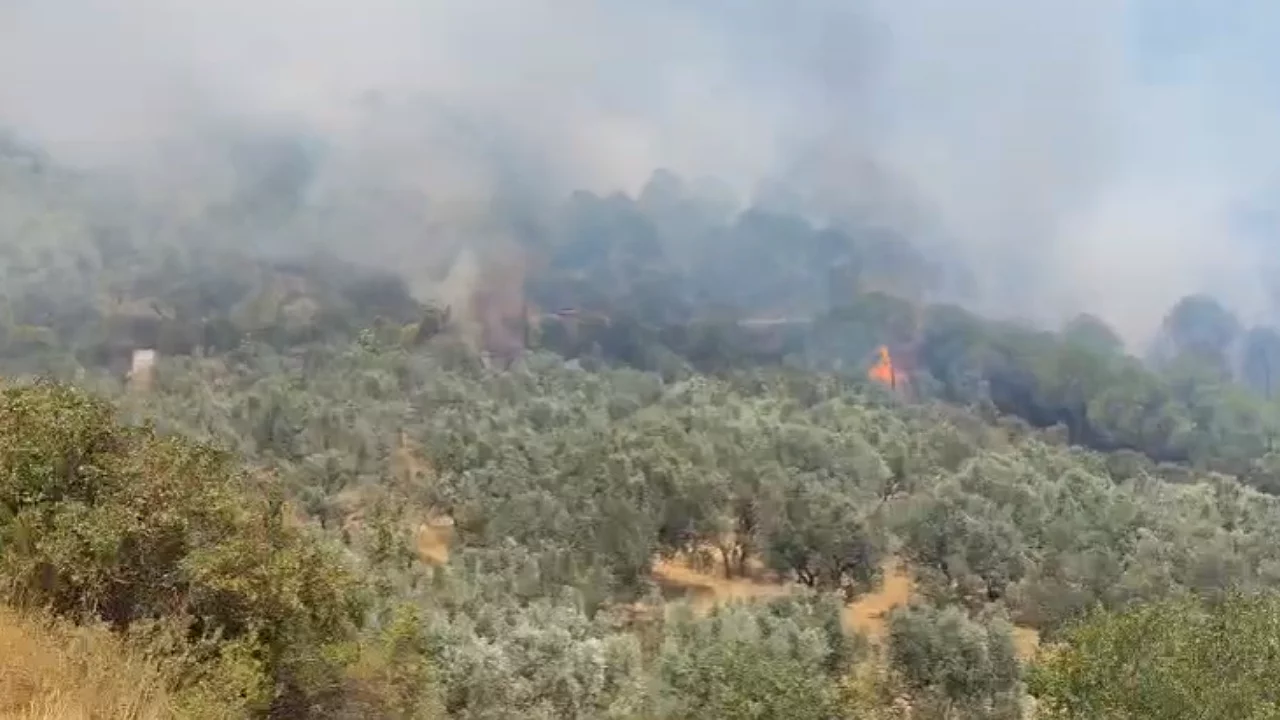 Bursa'da orman yangını! Alevler hızla yayılıyor