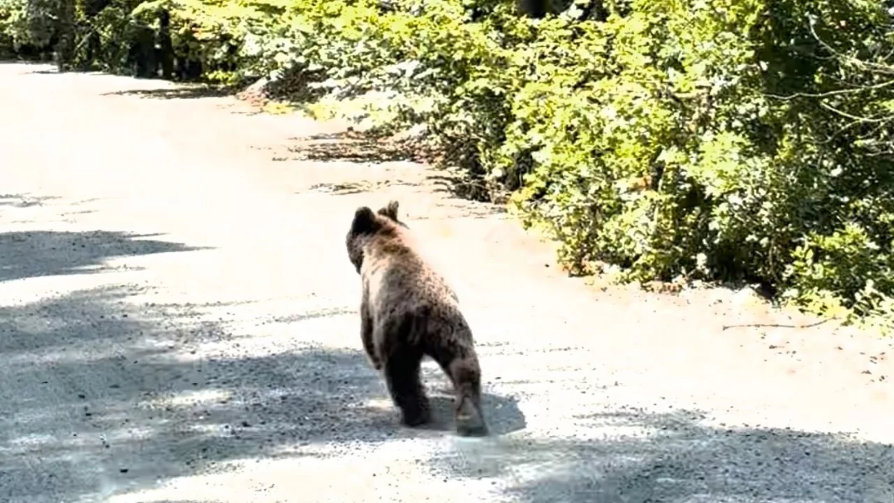 Bolu'da aracın önünde koşan ayı kameraya yansıdı