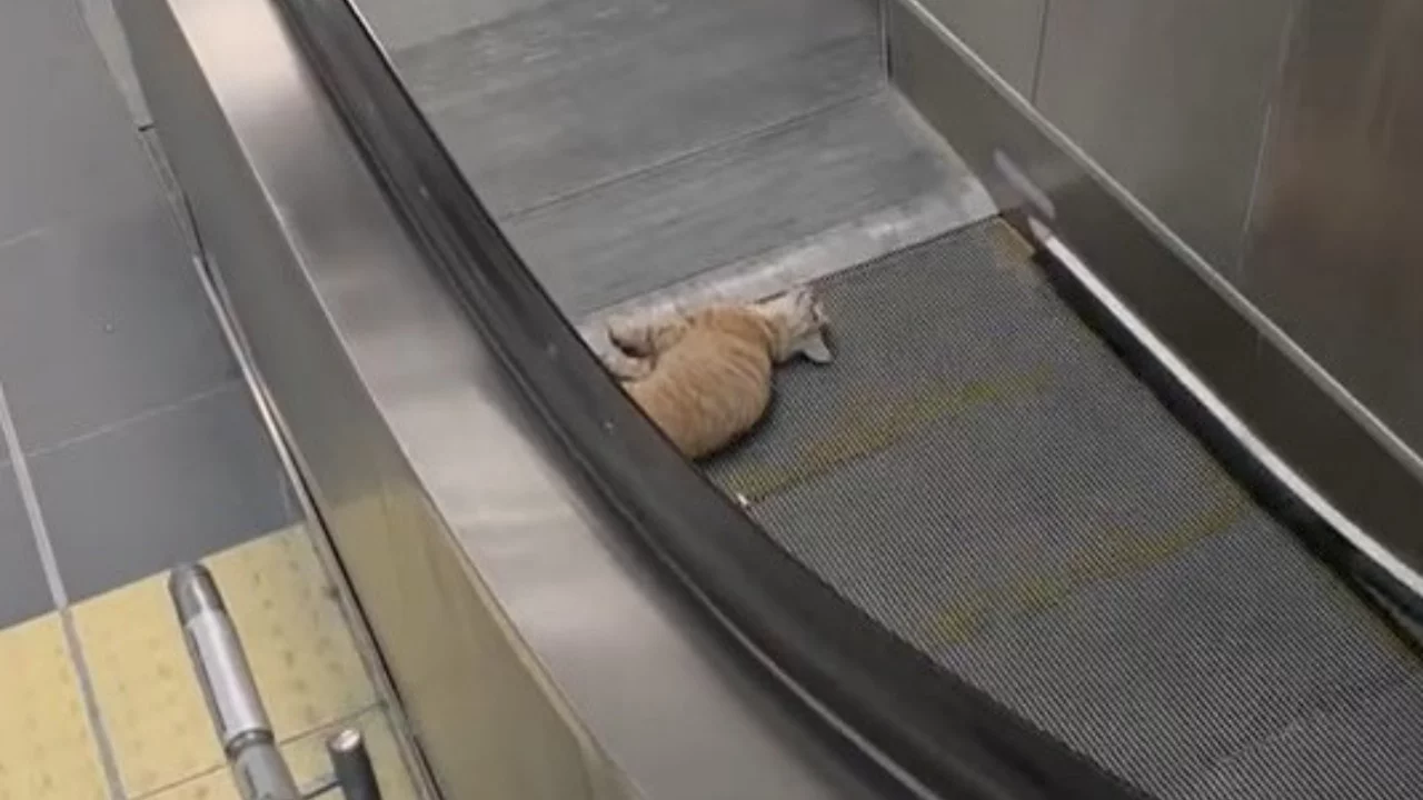 Metro istasyonunda kedi y&uuml;r&uuml;yen merdivene sıkıştı