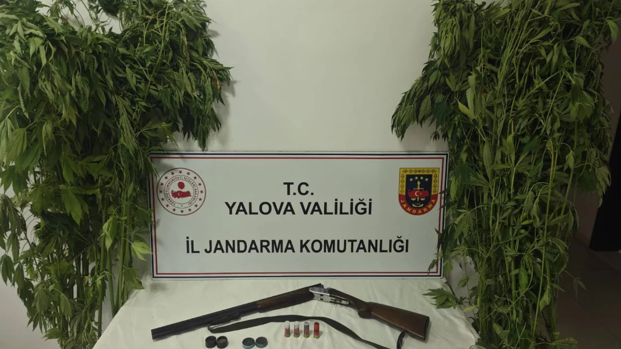 Jandarmadan seraya uyuşturucu baskını! 46 kök kenevir ele geçirildi..