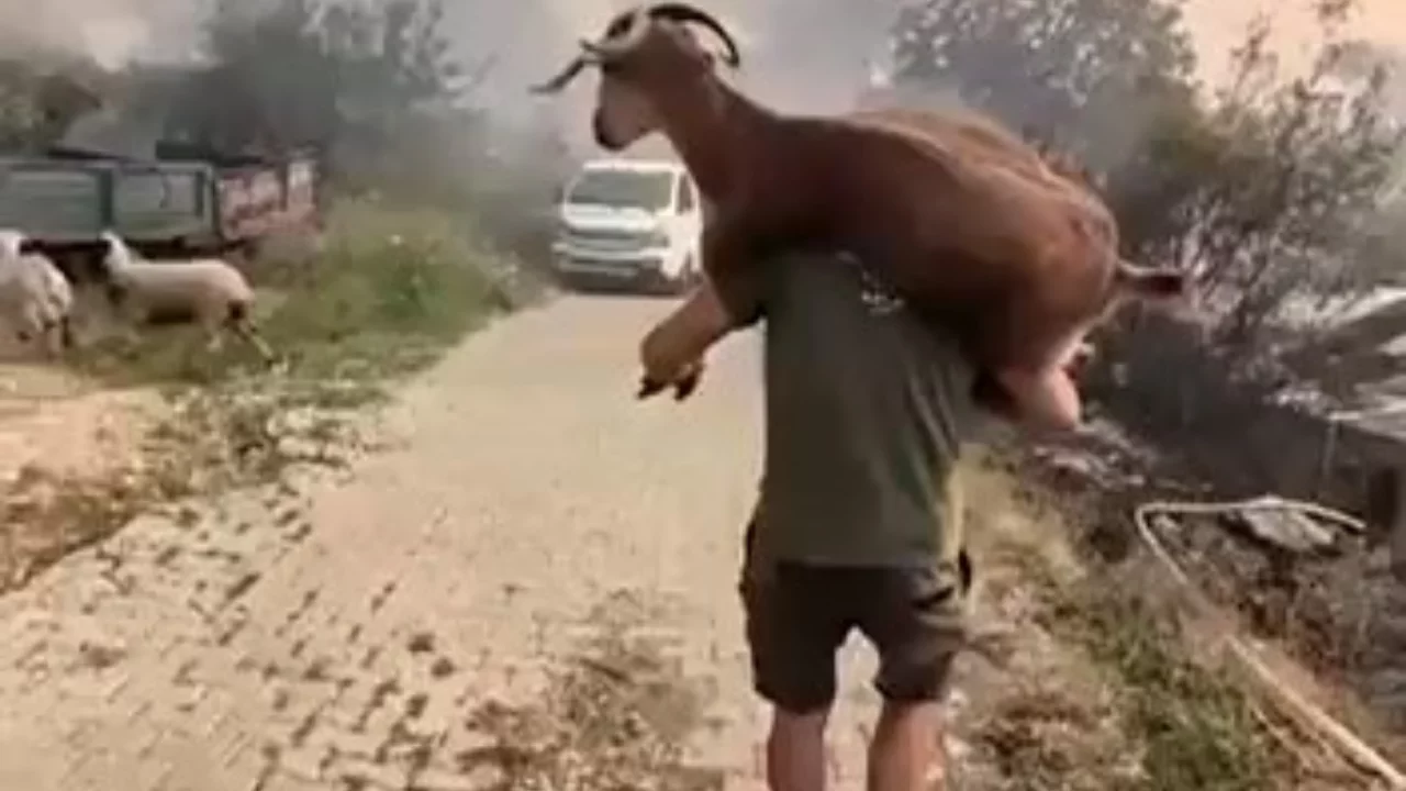 Yangından kurtardığı ke&ccedil;iyi sırtında taşıdı