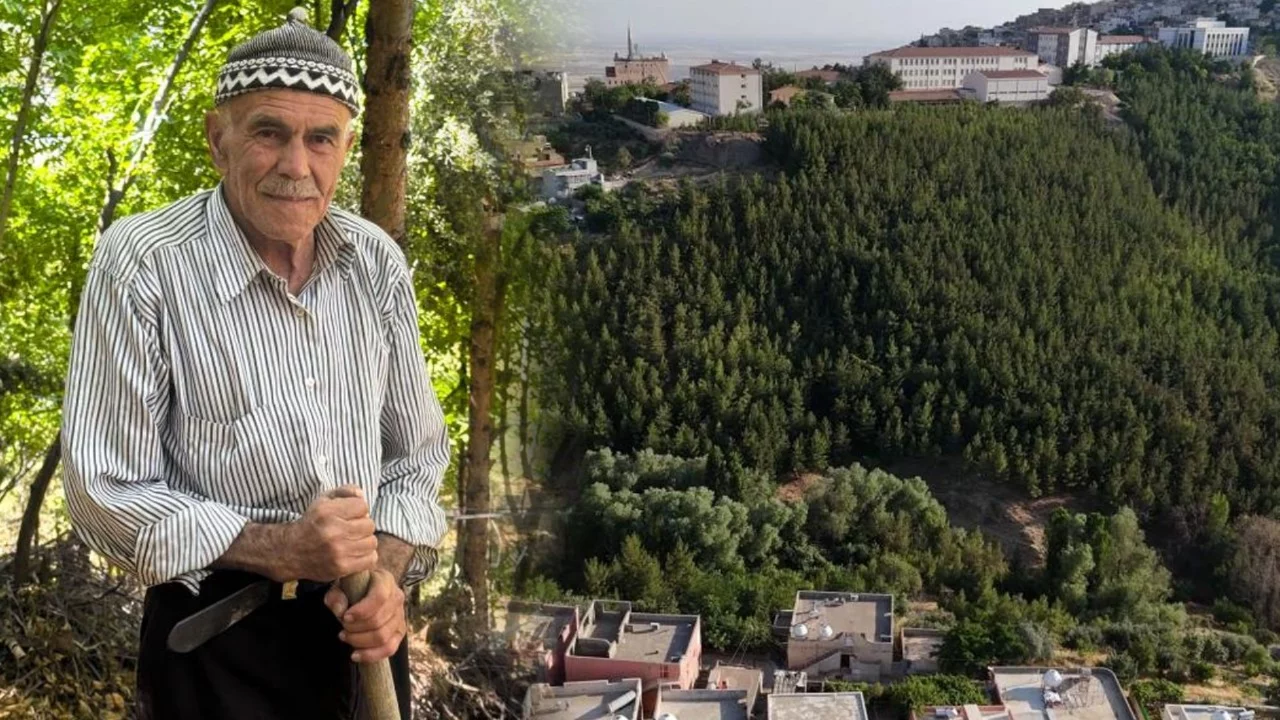 Tek başına orman kurdu, kurak kentin &ccedil;ehresini değiştirdi!