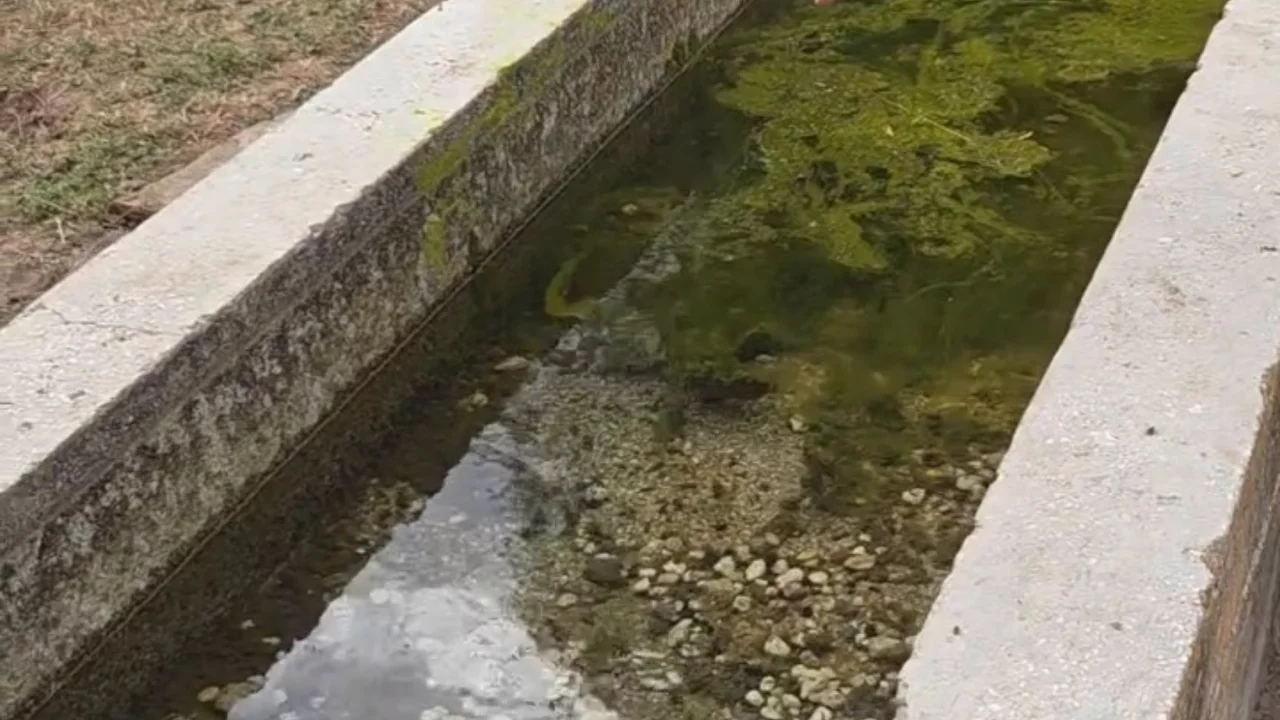 Bolu'da duyarlı vatandaş, hayvanların su i&ccedil;tiği yosunlu &ccedil;eşmeyi temizledi