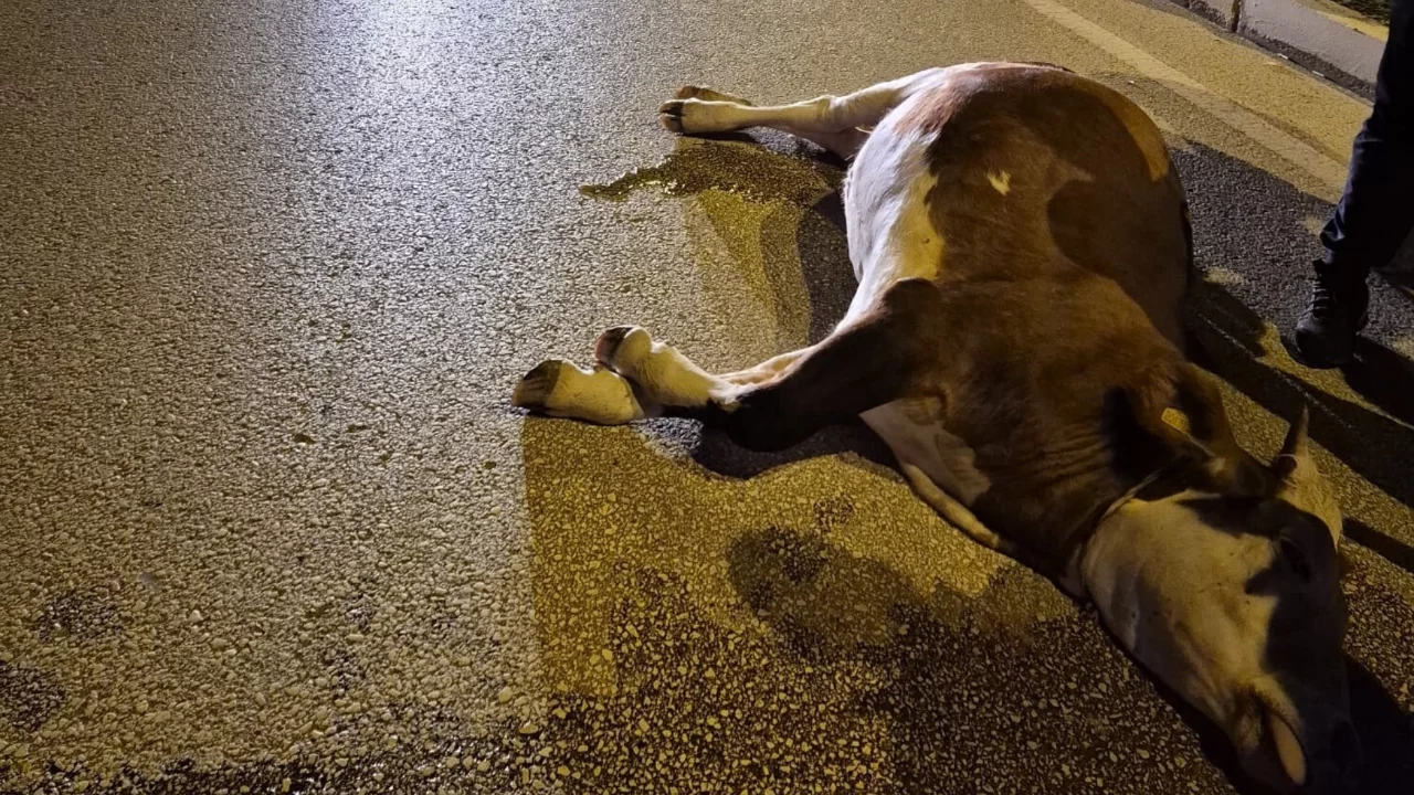 Motosikletin &ccedil;arptığı inek &ouml;ld&uuml;: Kaza kamerada