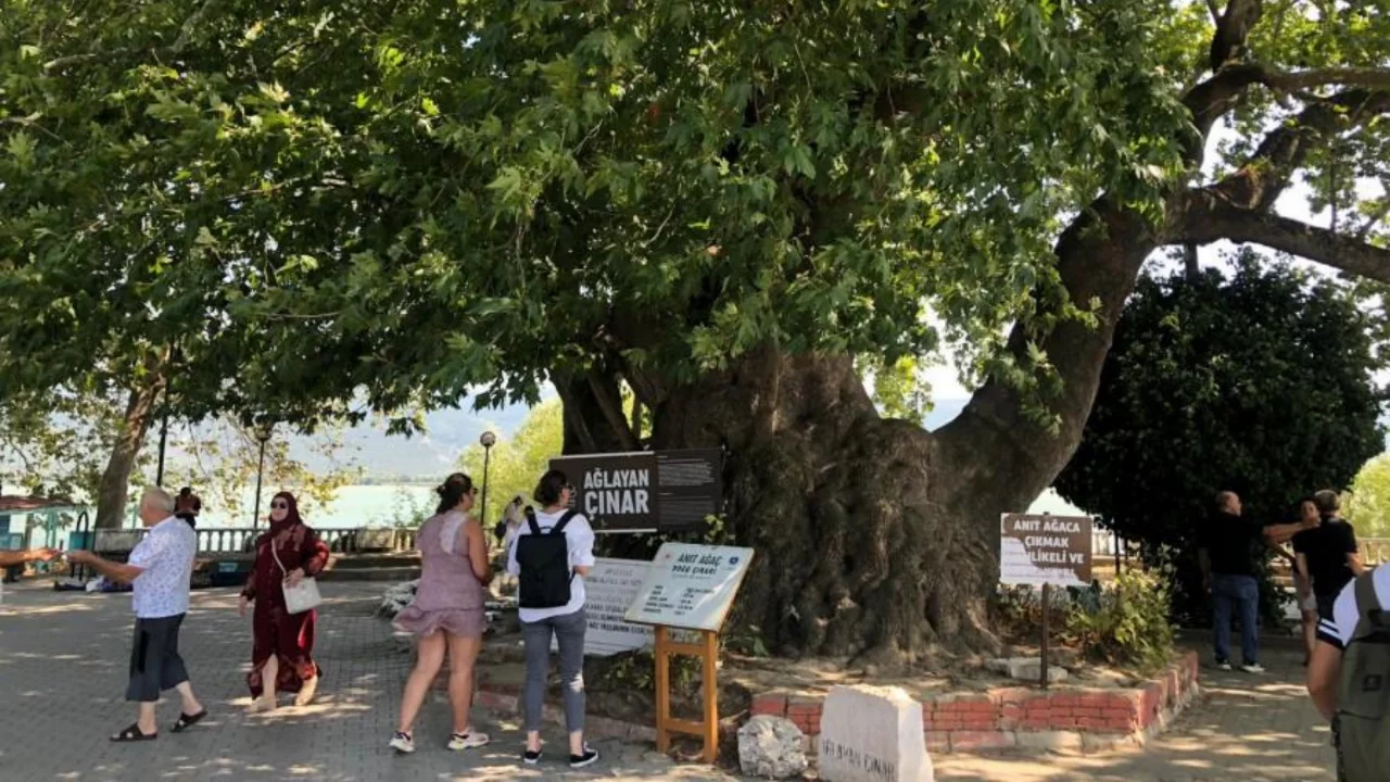 Bursa'nın En Eski &Ccedil;ınar Ağa&ccedil;ları Nerede?